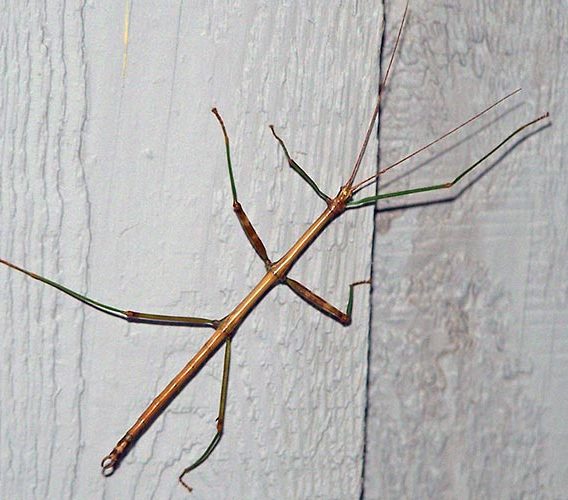 Detail Image Of A Walking Stick Nomer 3