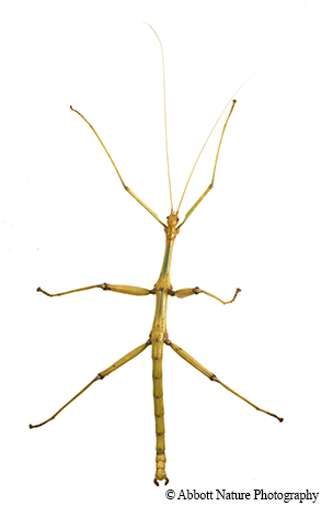 Detail Image Of A Walking Stick Nomer 23