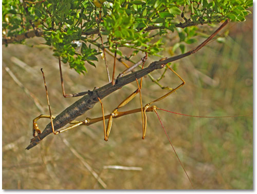 Detail Image Of A Walking Stick Nomer 25