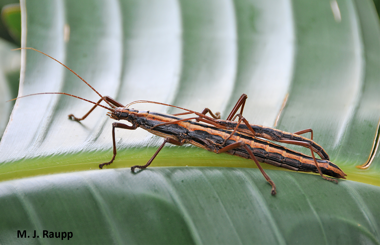 Detail Image Of A Walking Stick Nomer 41