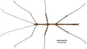 Detail Image Of A Walking Stick Nomer 43