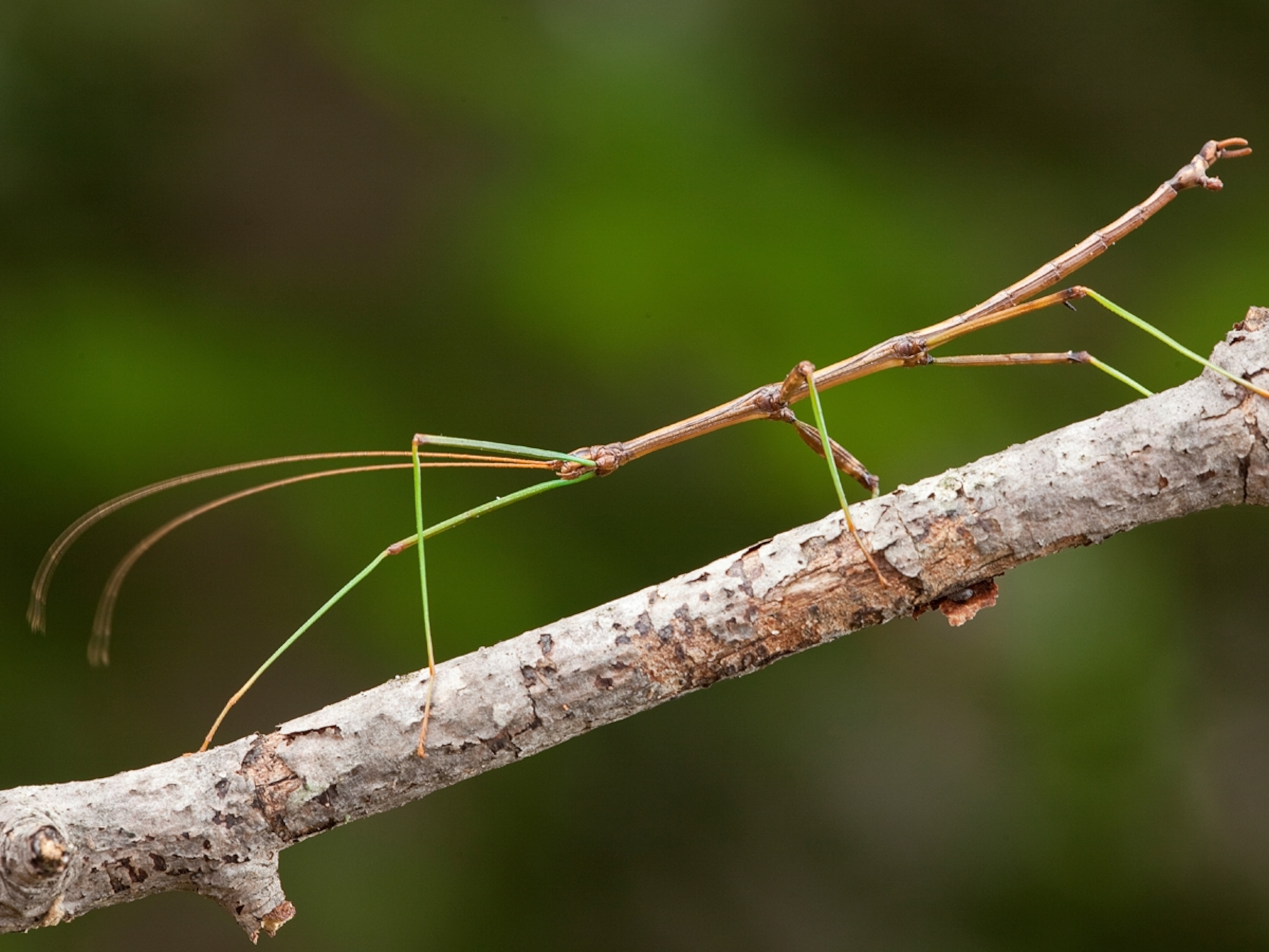 Detail Image Of A Walking Stick Nomer 44