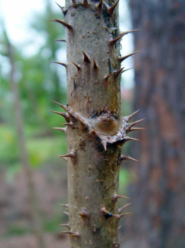 Detail Image Of A Walking Stick Nomer 45