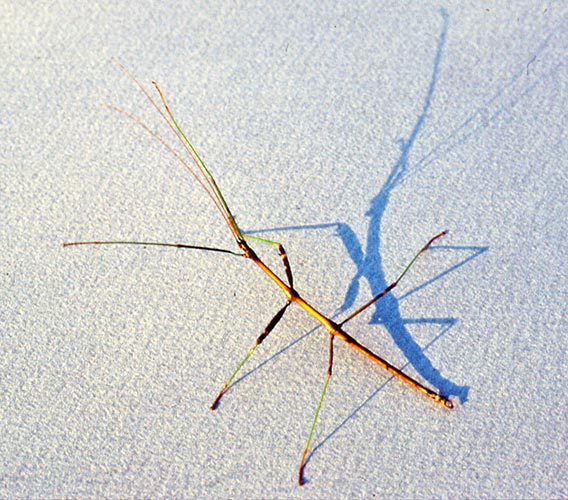 Detail Image Of A Walking Stick Nomer 47