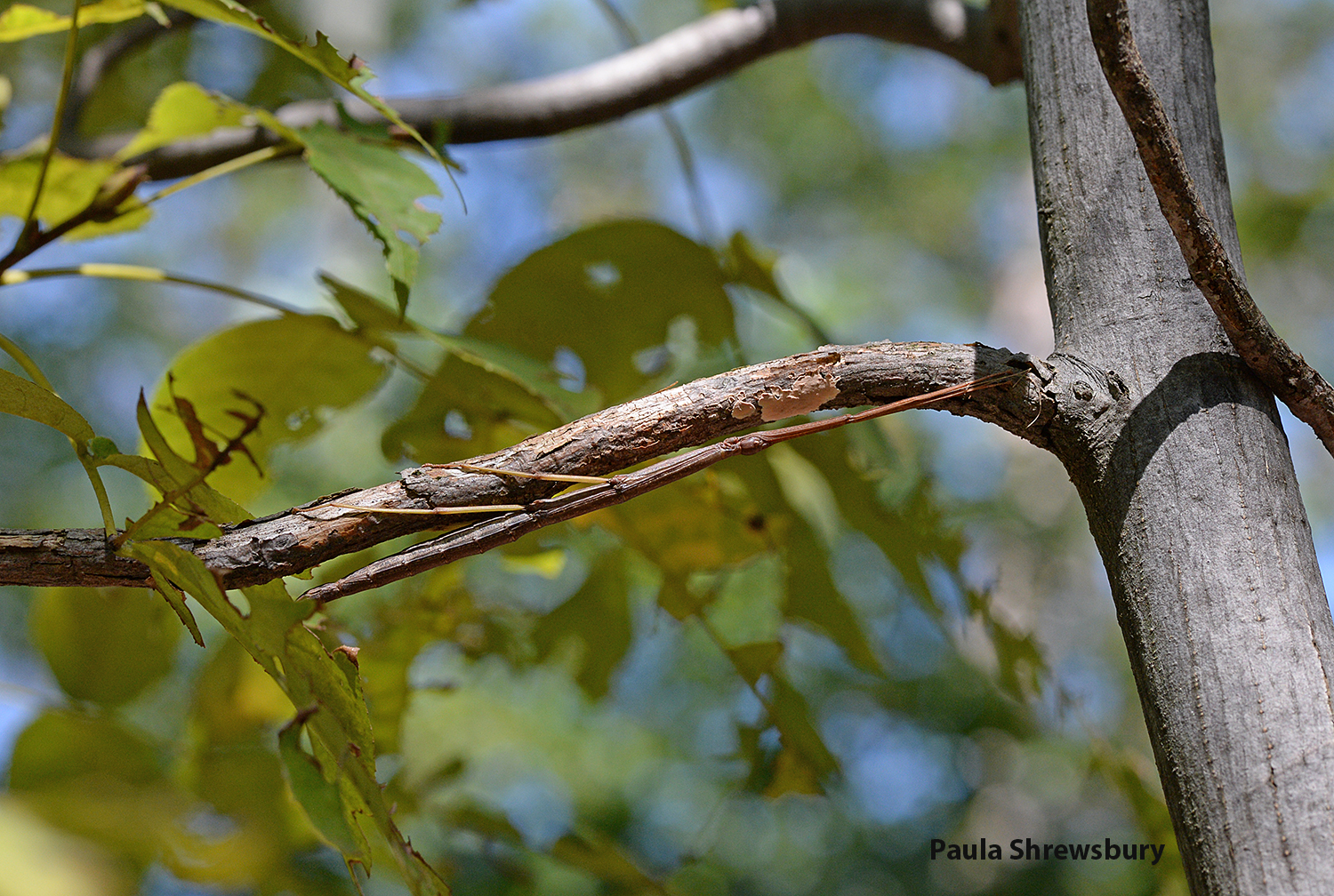 Detail Image Of A Walking Stick Nomer 50