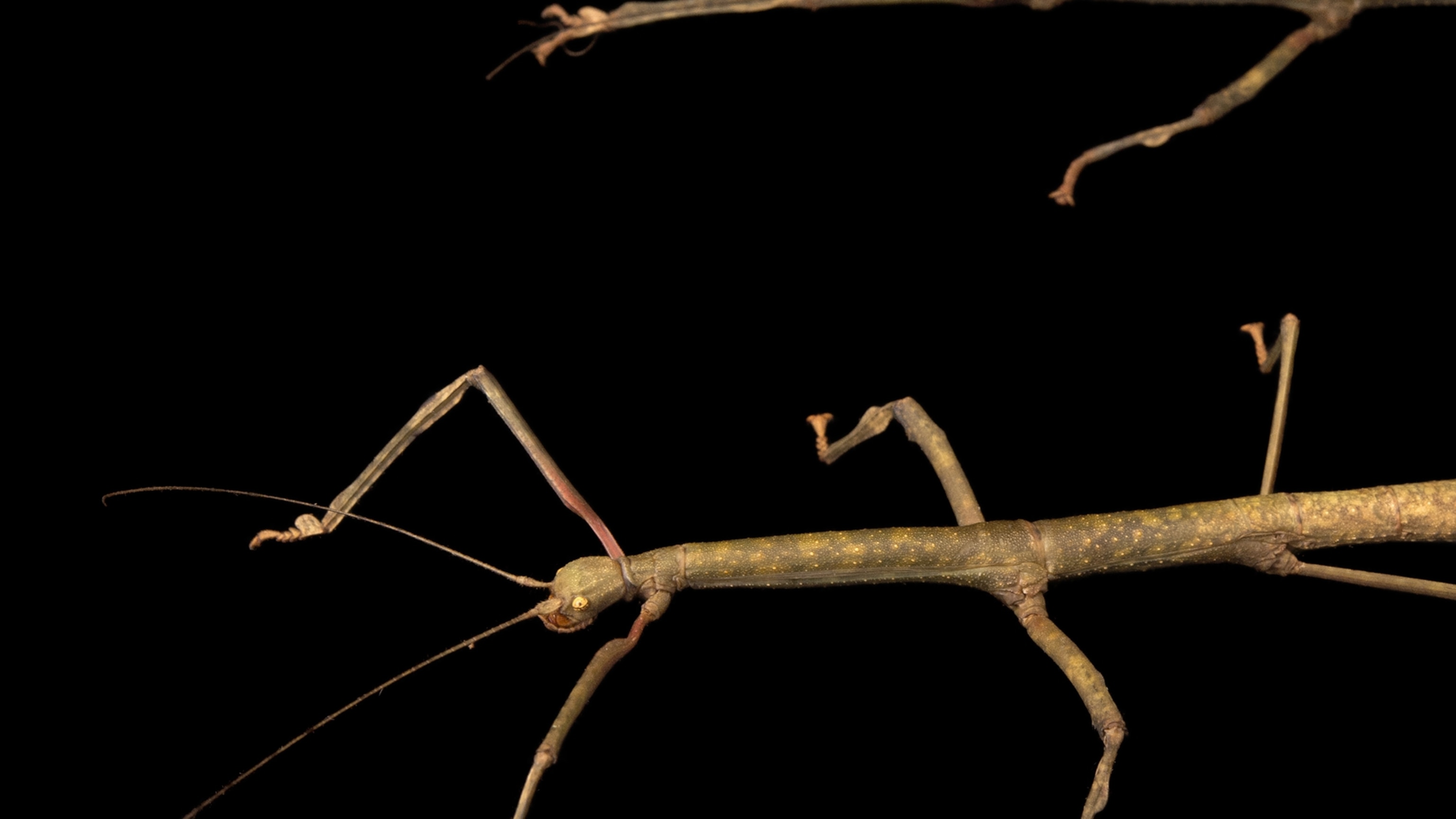 Detail Image Of A Walking Stick Nomer 10