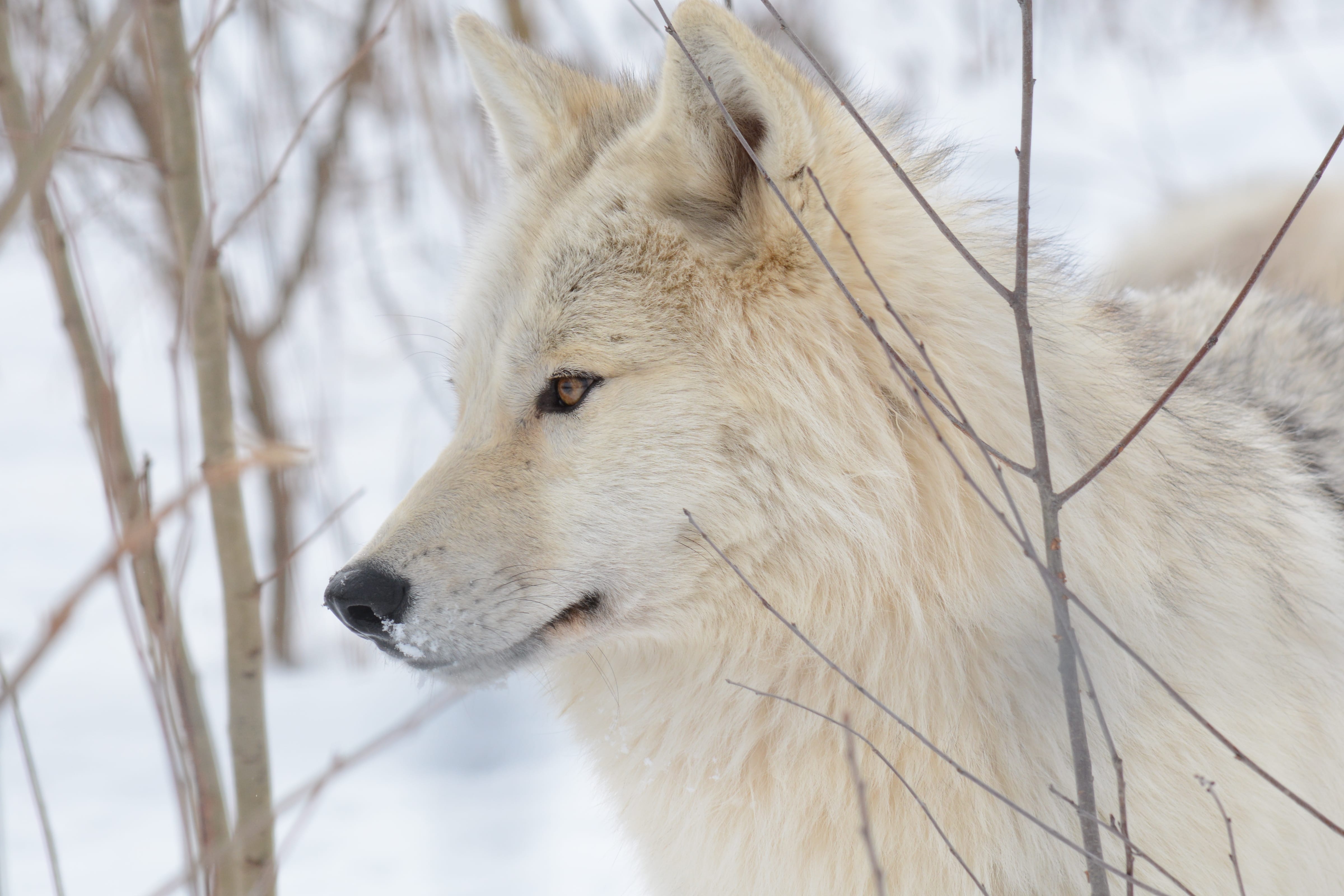 Detail Image Of A Wolf Nomer 39