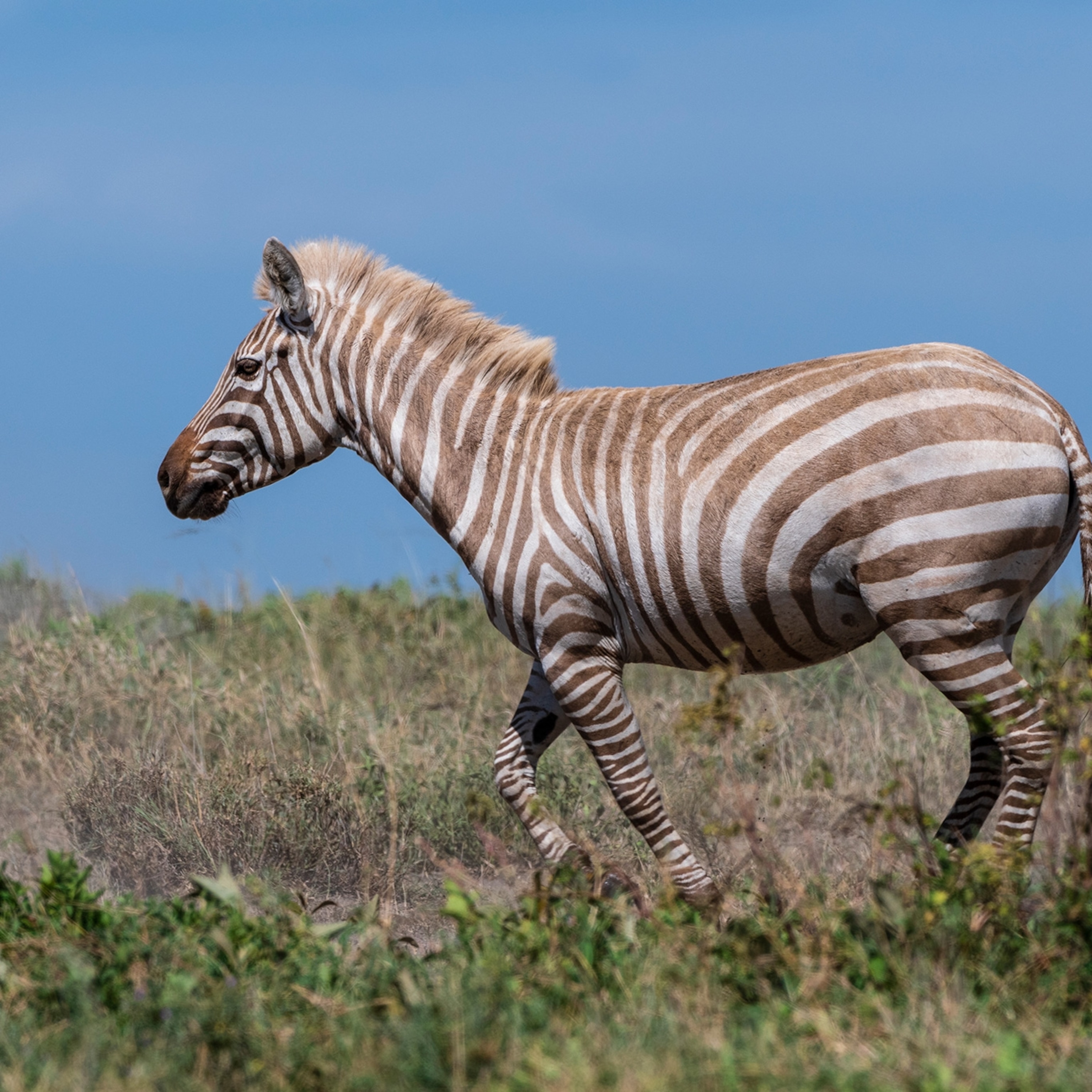 Detail Image Of A Zebra Nomer 13
