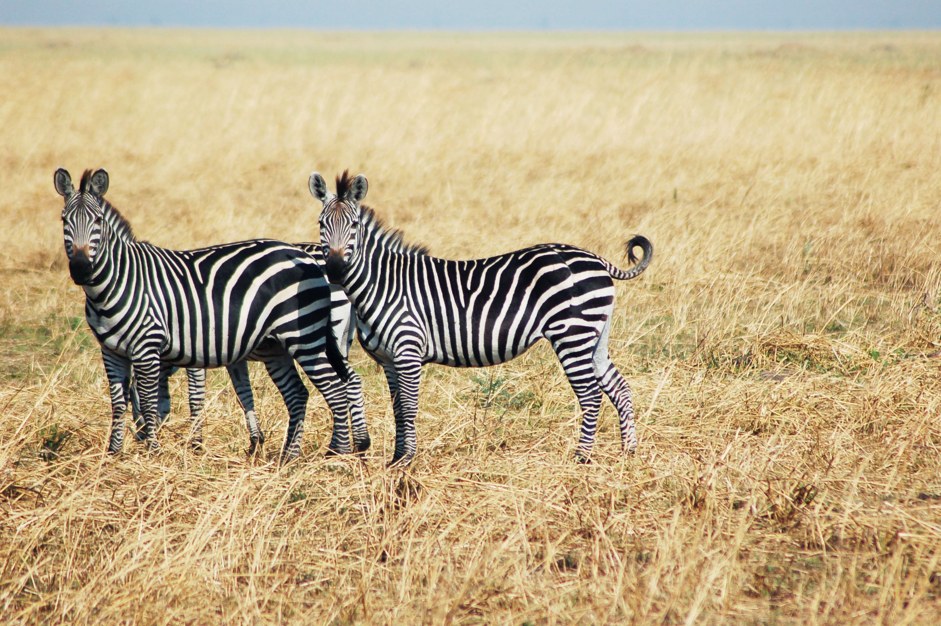 Detail Image Of A Zebra Nomer 18