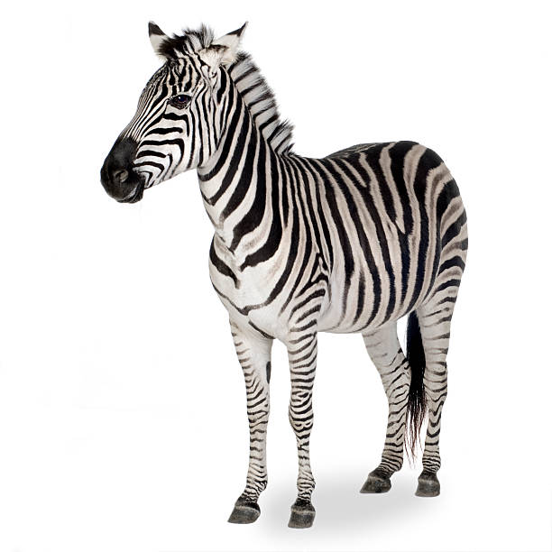 Detail Image Of A Zebra Nomer 3