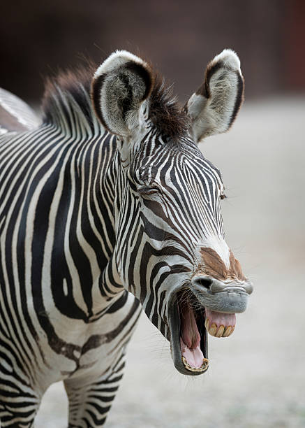 Detail Image Of A Zebra Nomer 41