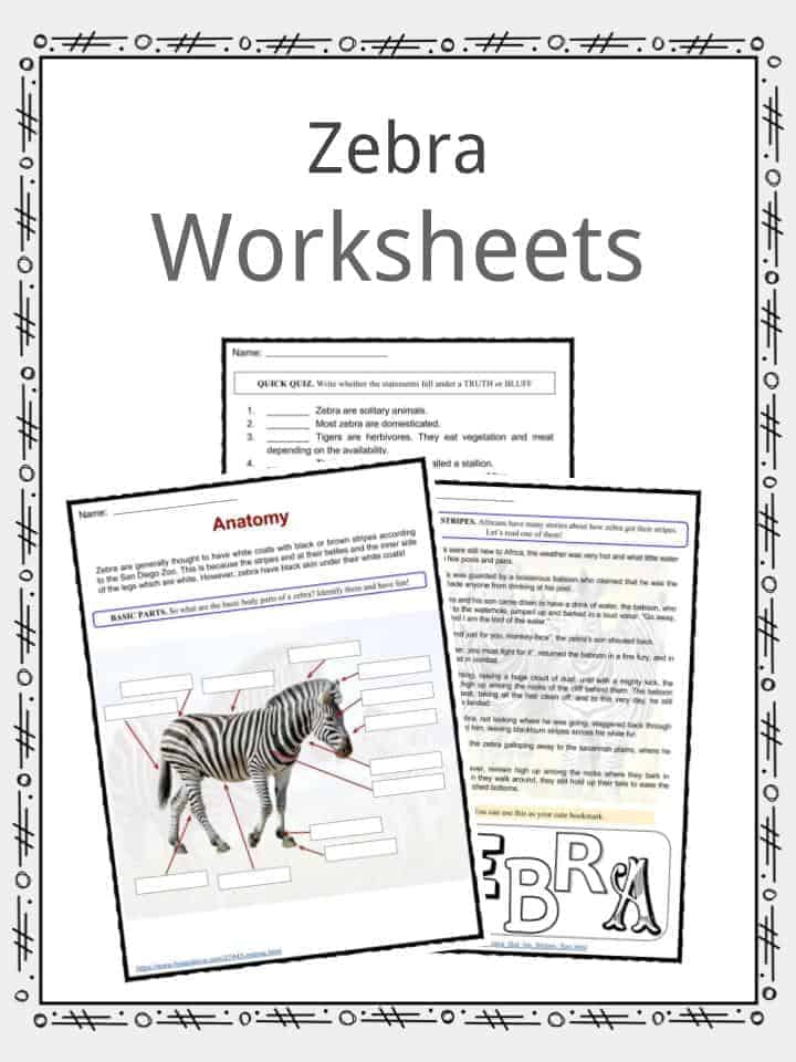 Detail Image Of A Zebra Nomer 43