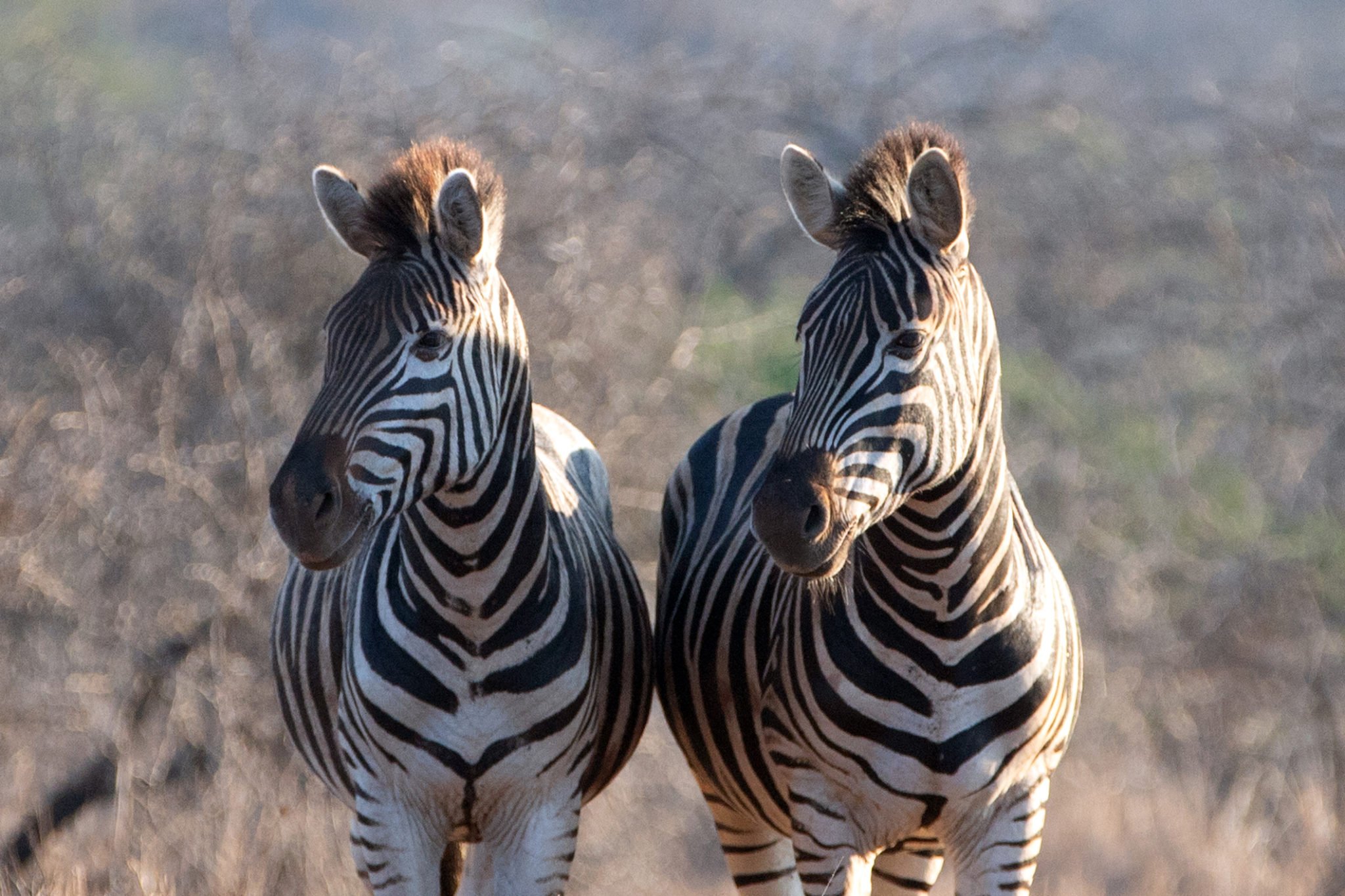 Detail Image Of A Zebra Nomer 48
