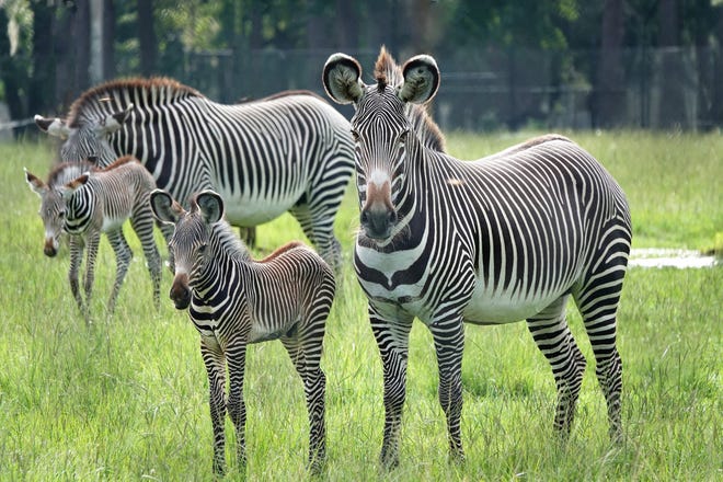 Detail Image Of A Zebra Nomer 49