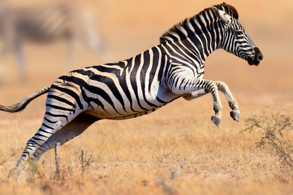 Detail Image Of A Zebra Nomer 50