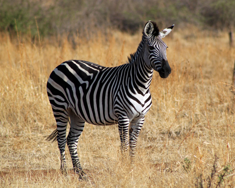 Detail Image Of A Zebra Nomer 54