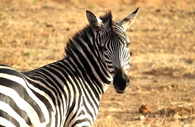 Detail Image Of A Zebra Nomer 56