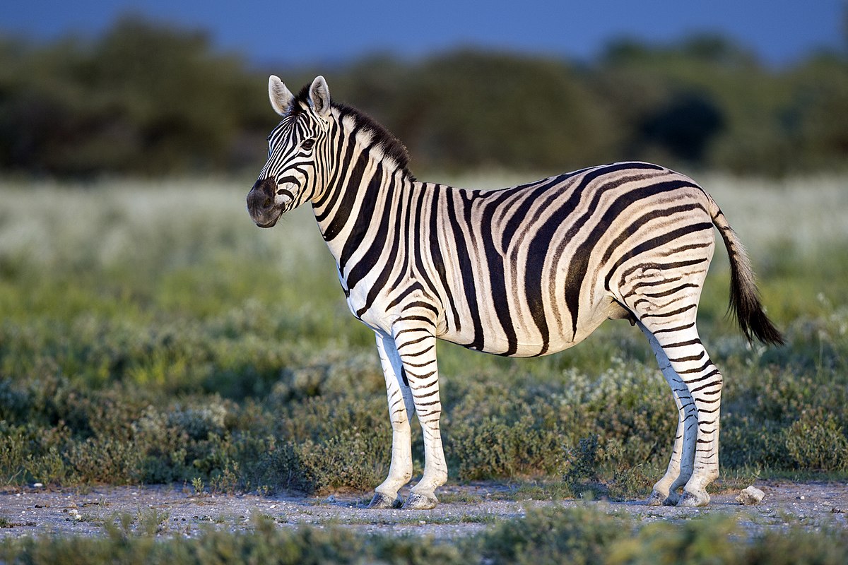 Detail Image Of A Zebra Nomer 8
