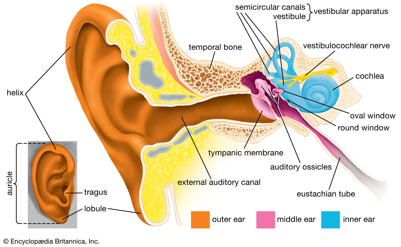 Detail Image Of An Ear Nomer 13