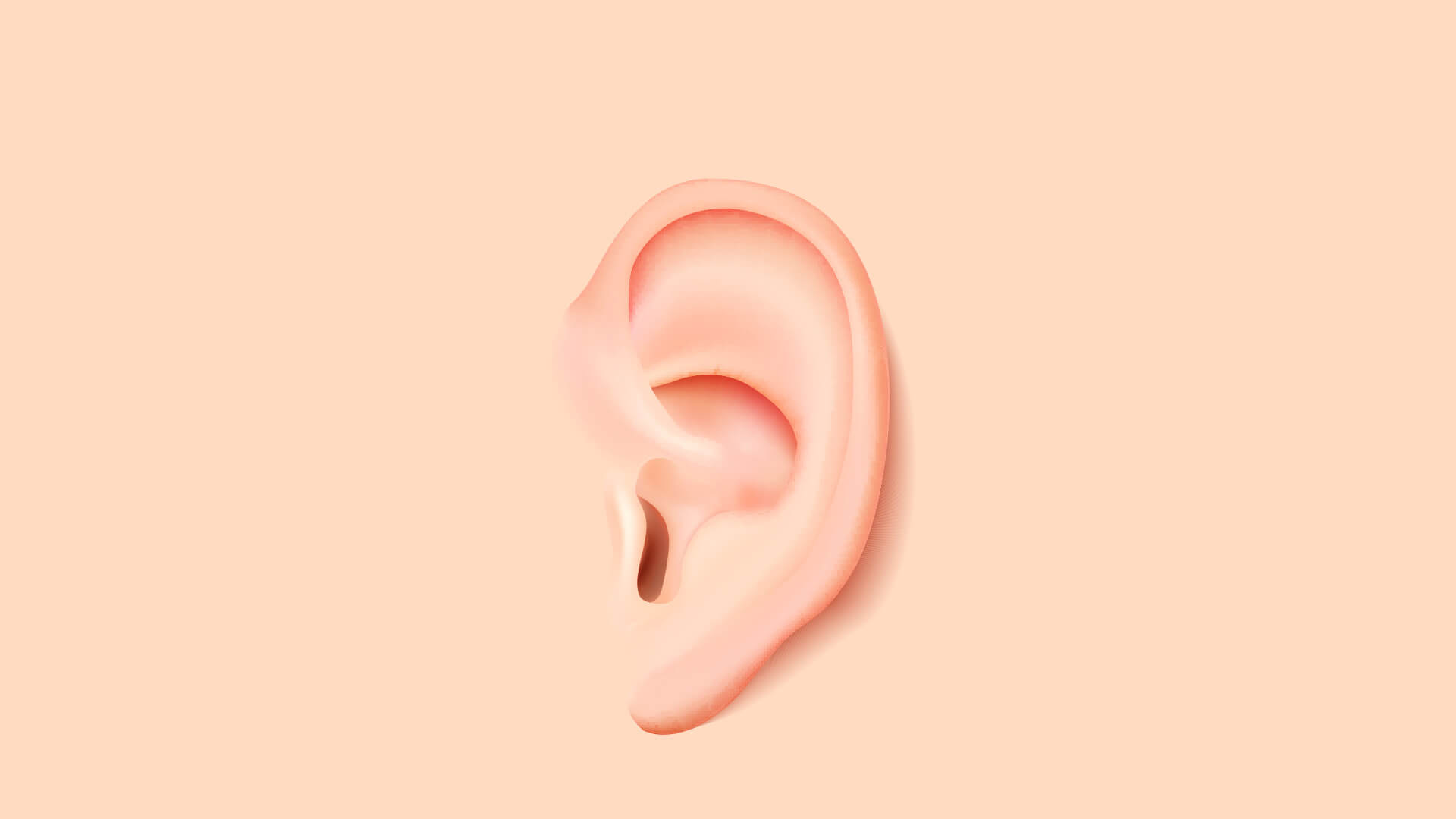 Detail Image Of An Ear Nomer 17