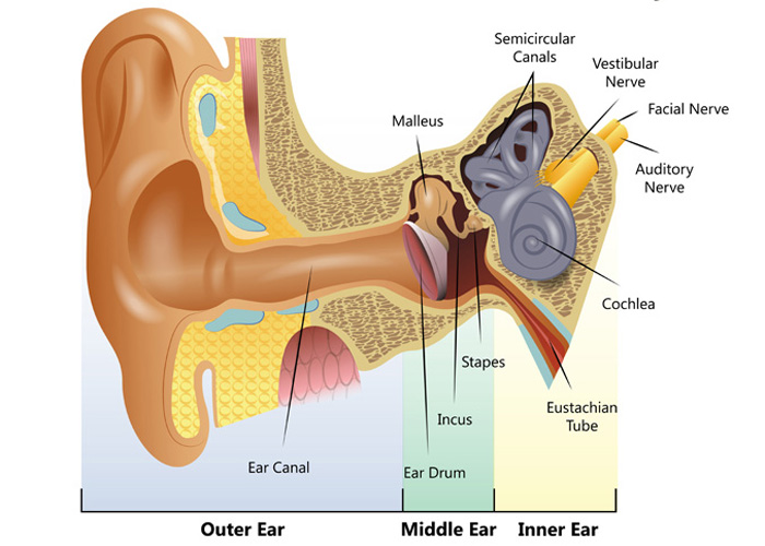 Detail Image Of An Ear Nomer 19