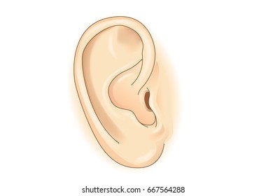 Detail Image Of An Ear Nomer 20