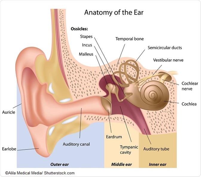 Detail Image Of An Ear Nomer 22