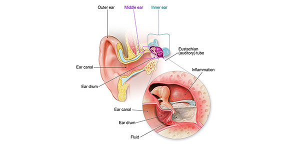 Detail Image Of An Ear Nomer 23