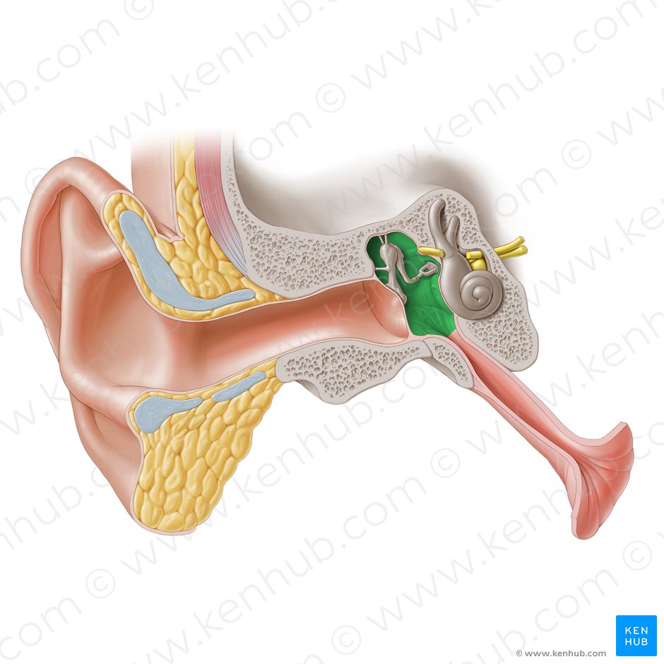 Detail Image Of An Ear Nomer 24