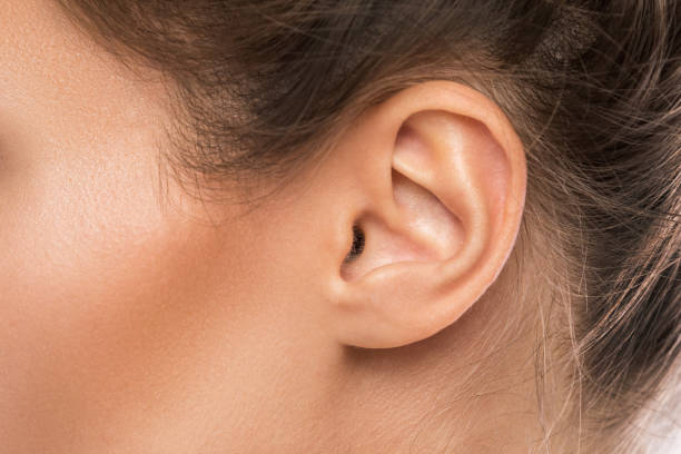Detail Image Of An Ear Nomer 25