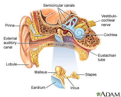 Detail Image Of An Ear Nomer 29