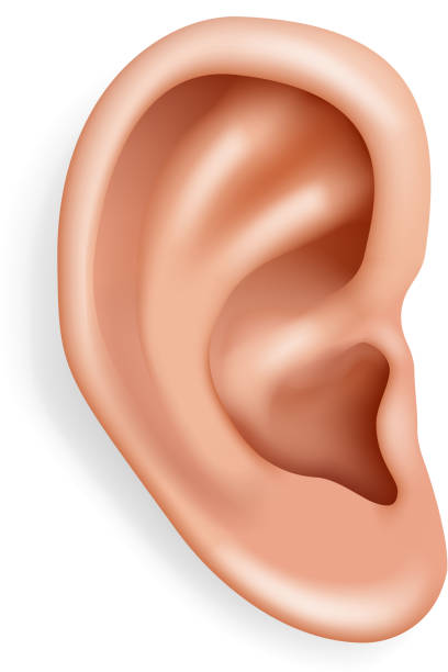 Detail Image Of An Ear Nomer 4
