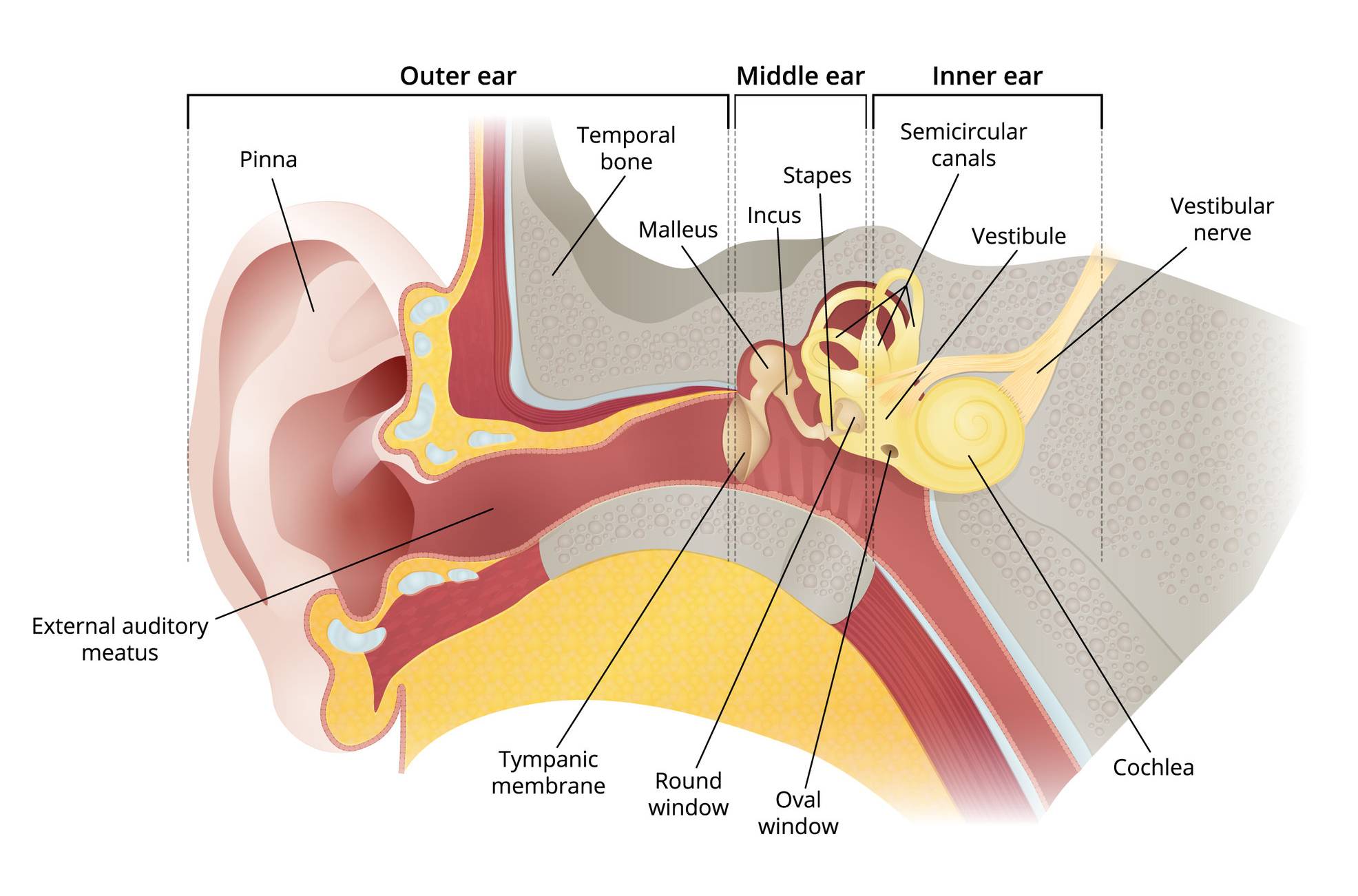 Detail Image Of An Ear Nomer 30