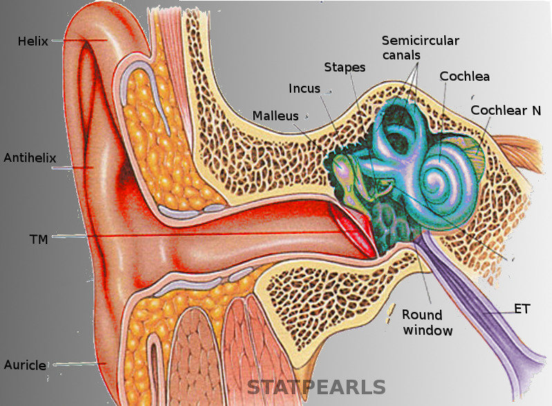 Detail Image Of An Ear Nomer 32