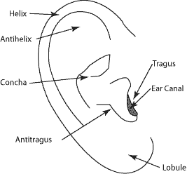 Detail Image Of An Ear Nomer 33