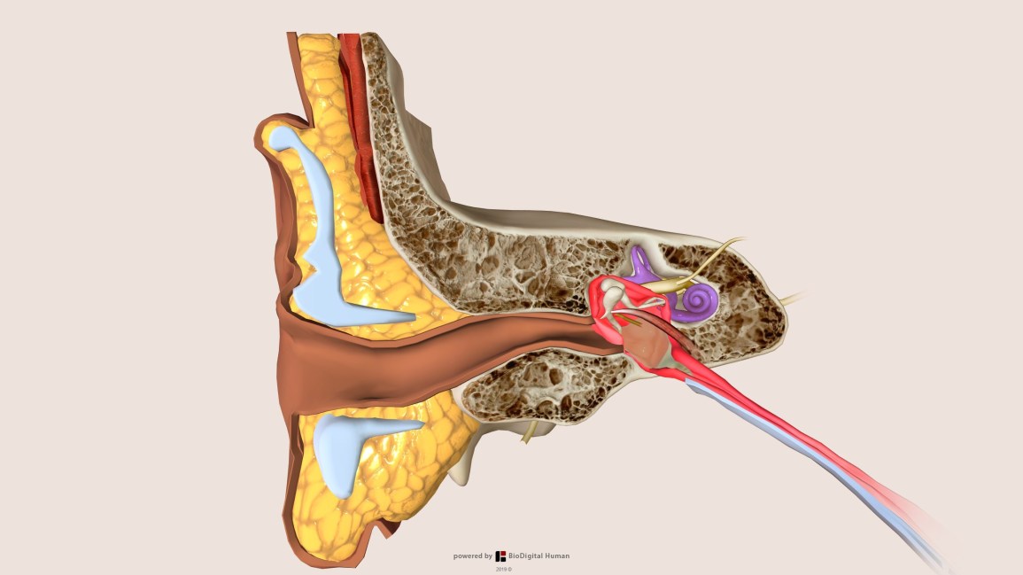 Detail Image Of An Ear Nomer 34