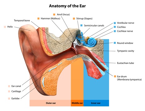 Detail Image Of An Ear Nomer 36