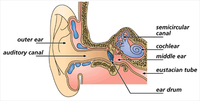 Detail Image Of An Ear Nomer 38
