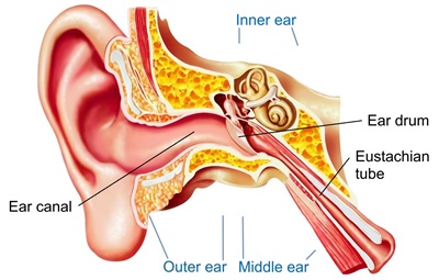 Detail Image Of An Ear Nomer 5