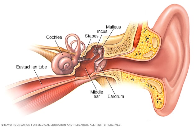 Detail Image Of An Ear Nomer 41