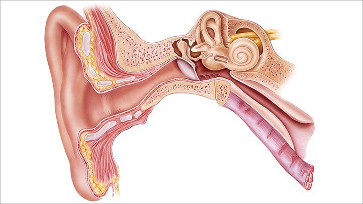 Detail Image Of An Ear Nomer 42