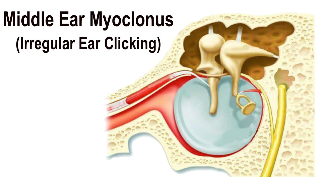 Detail Image Of An Ear Nomer 47