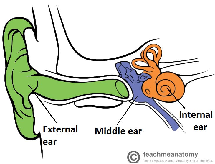 Detail Image Of An Ear Nomer 52