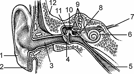 Detail Image Of An Ear Nomer 56