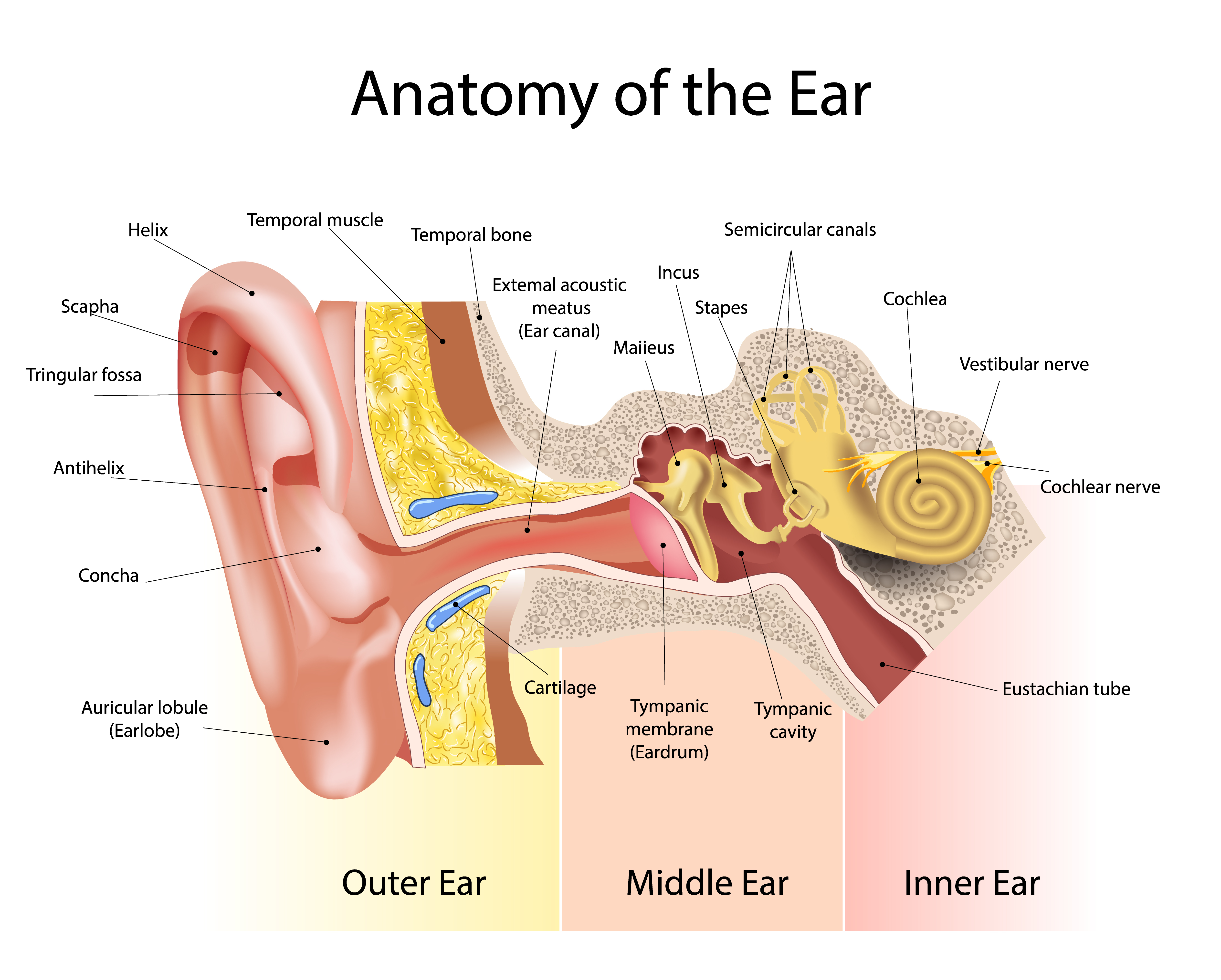 Detail Image Of An Ear Nomer 57
