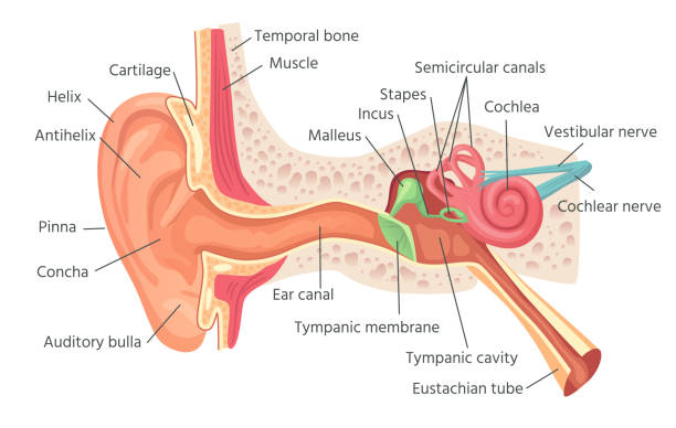 Detail Image Of An Ear Nomer 7
