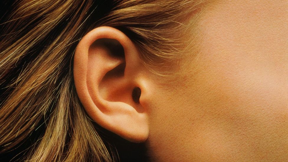 Detail Image Of An Ear Nomer 9