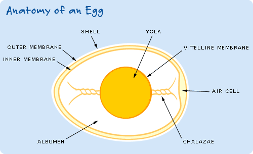 Detail Image Of An Egg Nomer 45