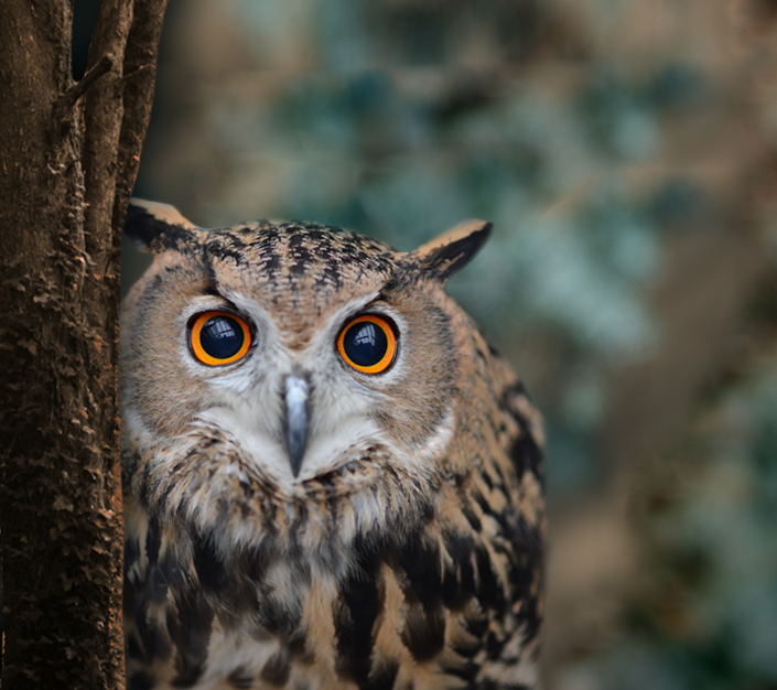 Image Of An Owl - KibrisPDR