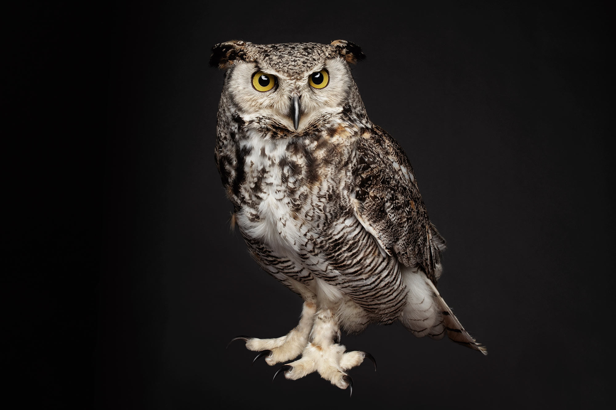 Detail Image Of An Owl Nomer 15